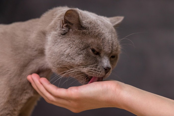 手のひらを舐める猫