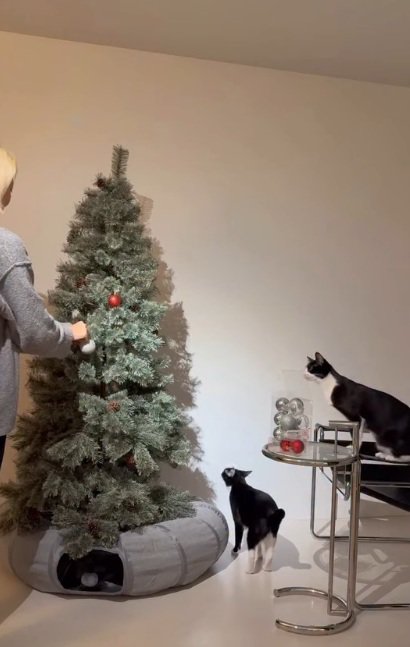 クリスマスツリーを見ている2匹のハチワレ猫