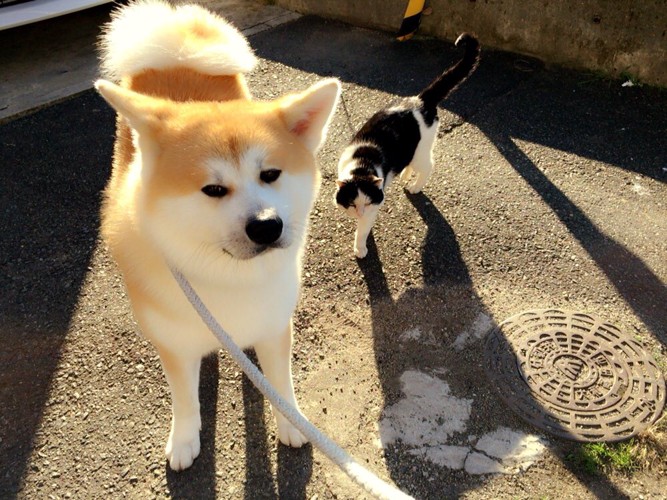 なかじまさんと愛犬