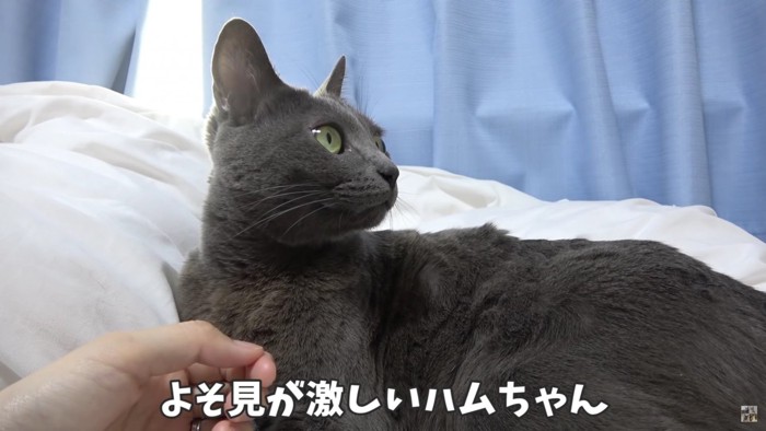 撫でられる猫