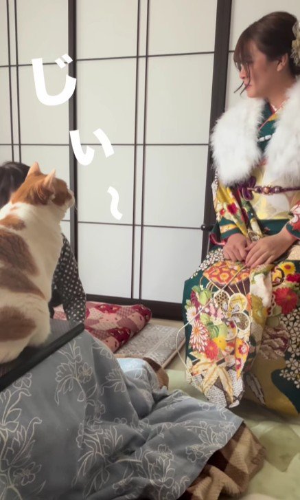晴れ着姿の女性と猫
