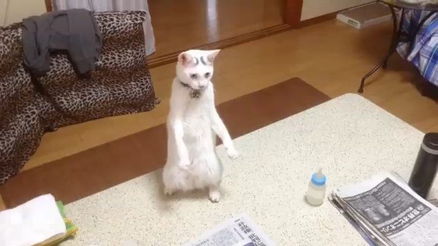 立ち上がる猫