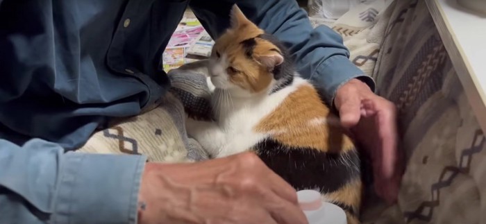 ブラッシングをしてもらう猫