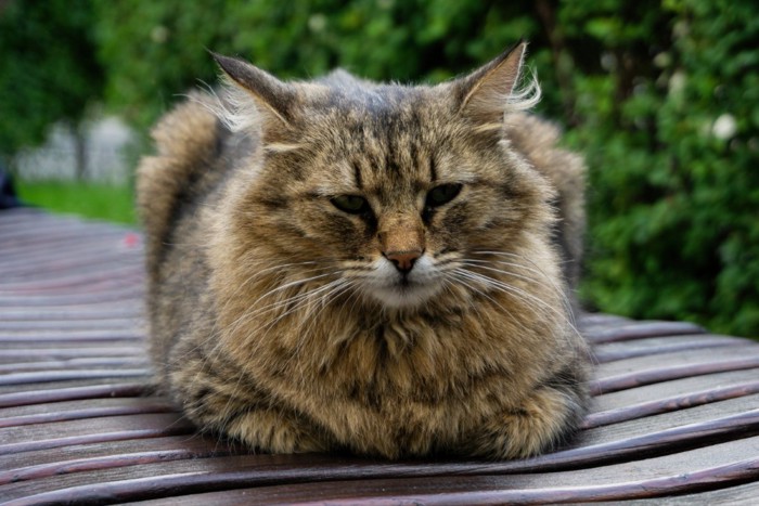 具合が悪い猫