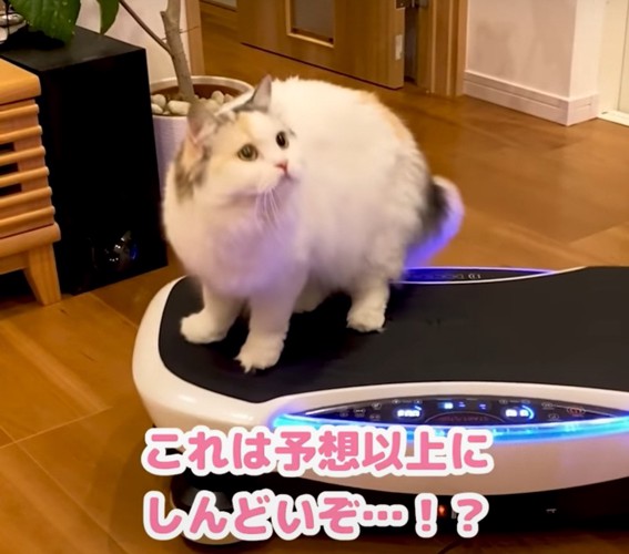 ダイエットマシンの上で耐える猫