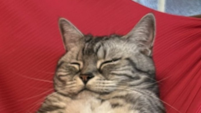 穏やかな表情を浮かべる猫