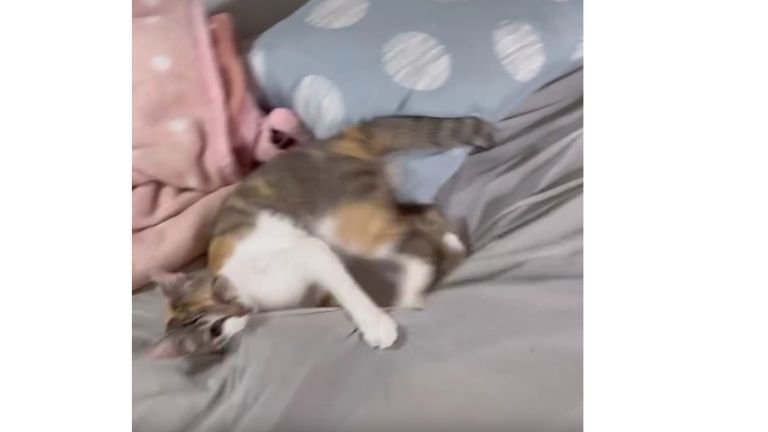 暴れている猫