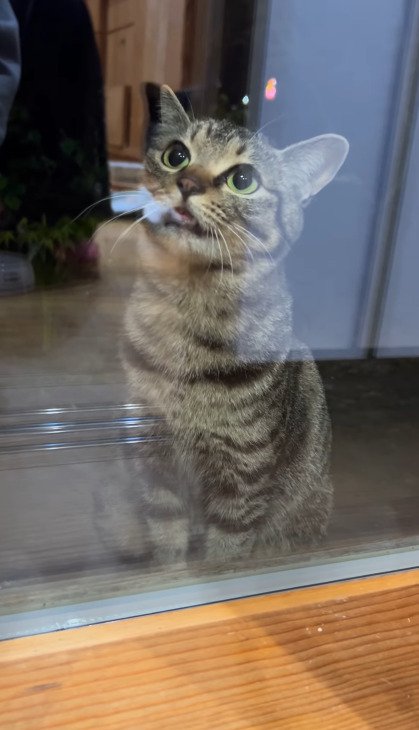 夜、窓越しに室内を見上げるアメルちゃん