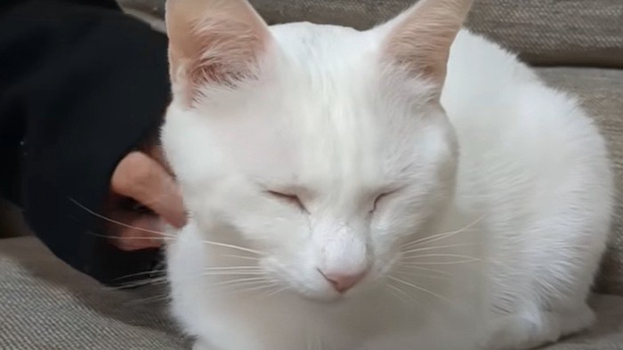 目を細める猫