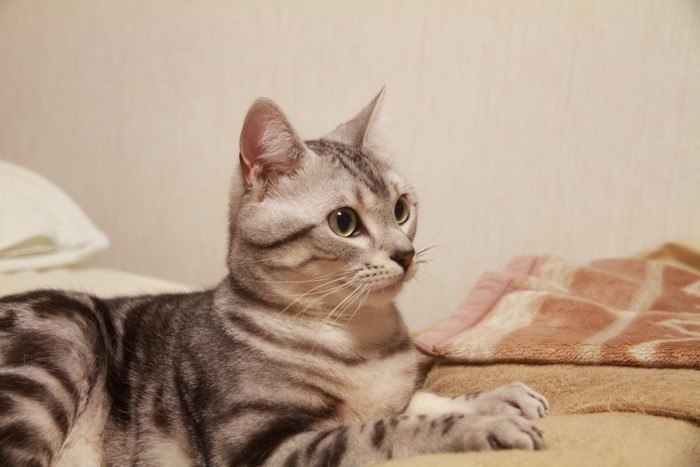 スフィンクス座りの猫