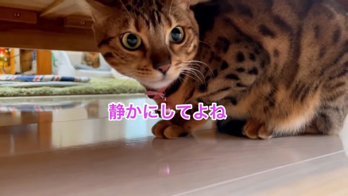 ピンク色の首輪の猫