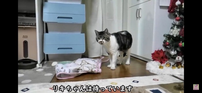 飼い主を見つめる猫