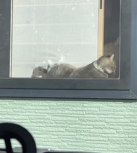 クラクションに驚いてこけるキジトラ猫