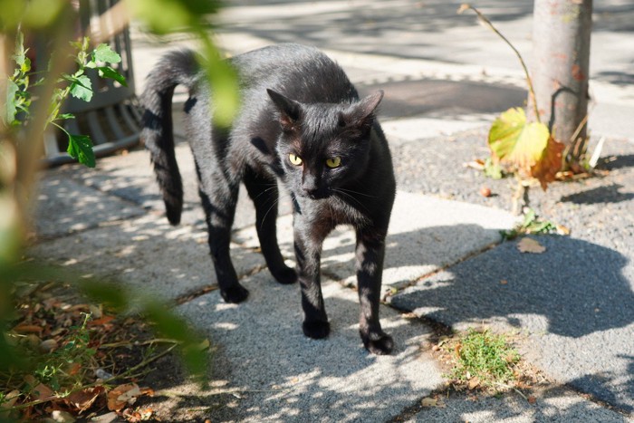 威嚇する猫