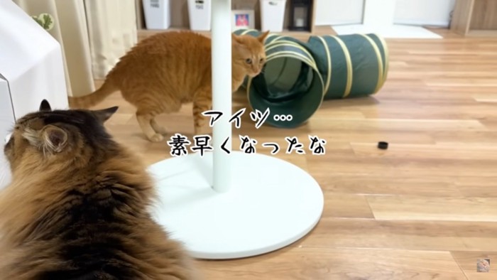 2匹の猫