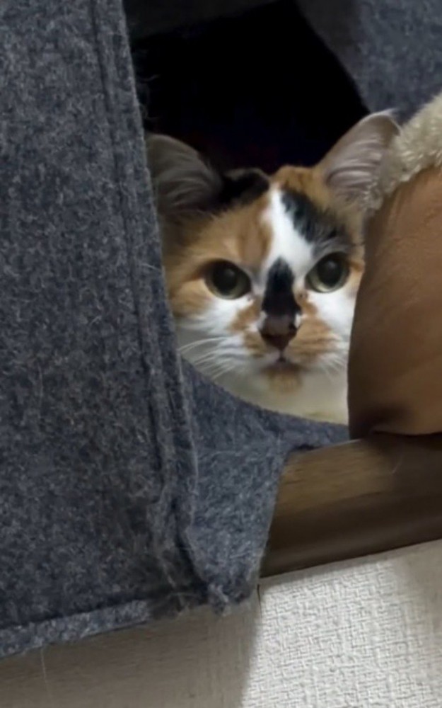 窓際から飼い主に熱い視線を送る猫