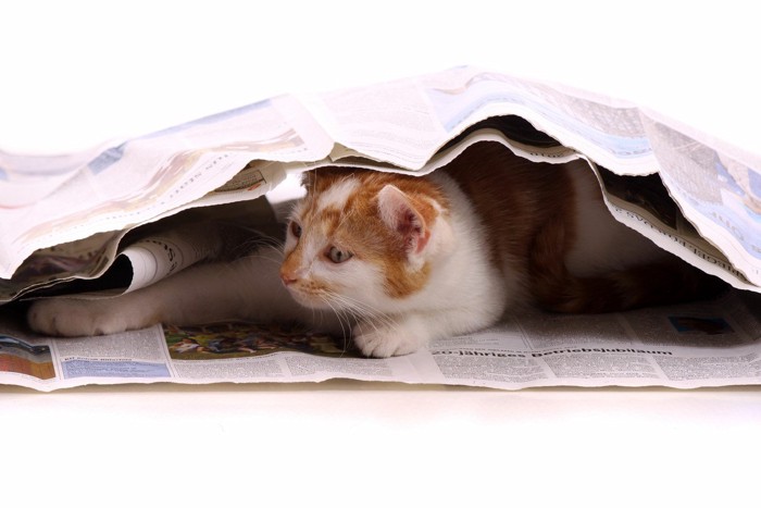 新聞に包まる猫