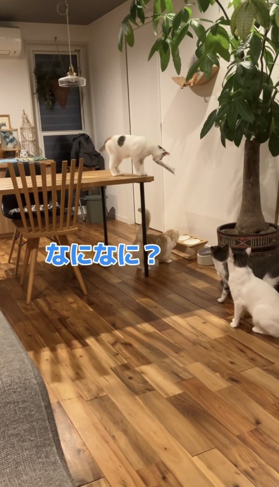 三毛猫の周りに集まる猫たち