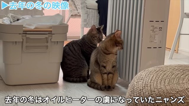 オイルヒーターの前の2匹の猫1