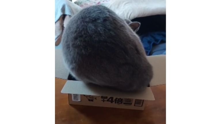 ダンボール箱に入ろうとする猫