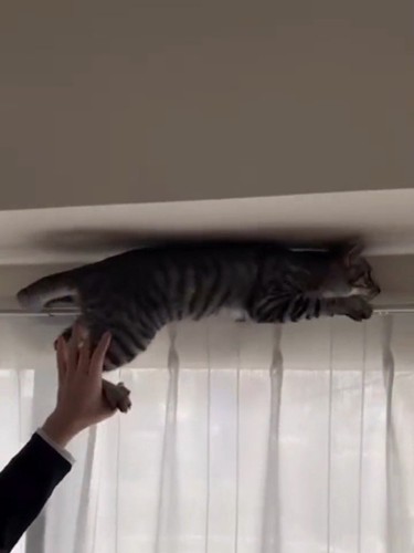 カーテンレールに乗る猫