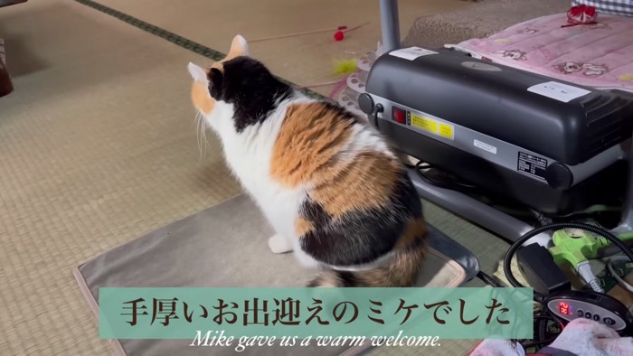 手厚いお出迎えのミケ