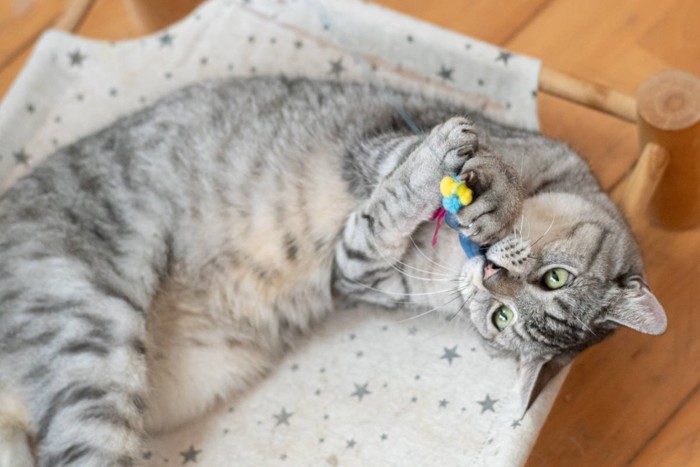 おもちゃで遊ぶ可愛い猫