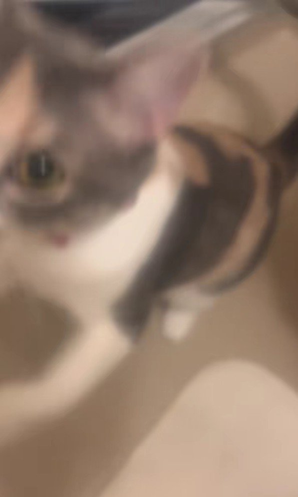 飼い主に抱きつく猫