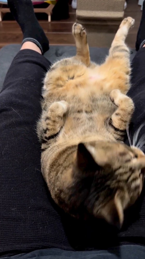 飼い主の膝の間にはまって、前足を折り曲げる猫