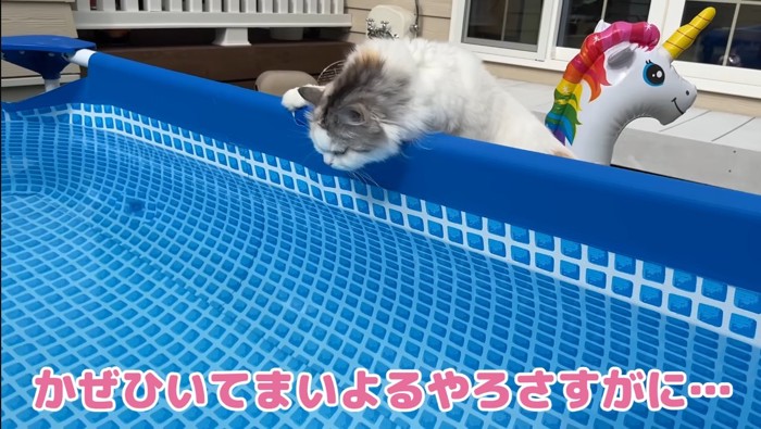 覗き込むつくしちゃん