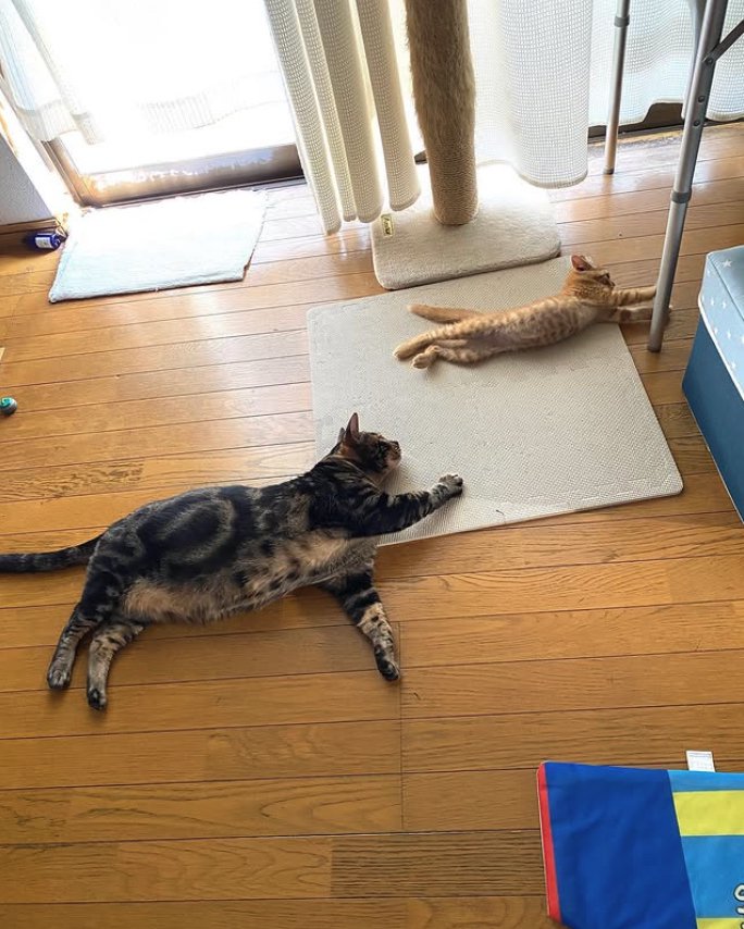同じポーズで寝転がる2匹の猫