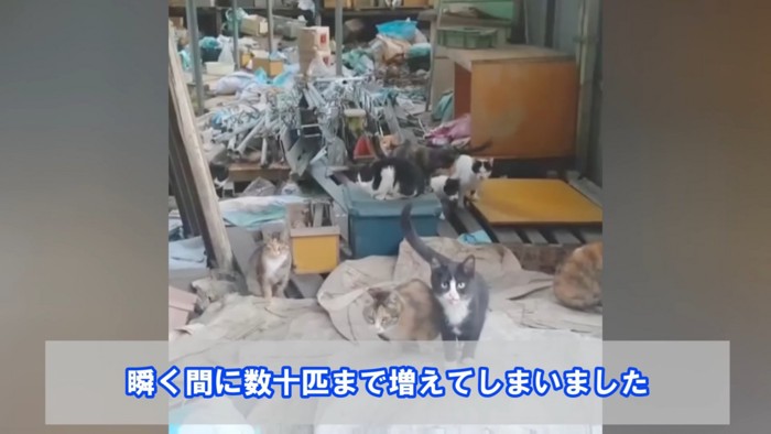 たくさんの野良猫