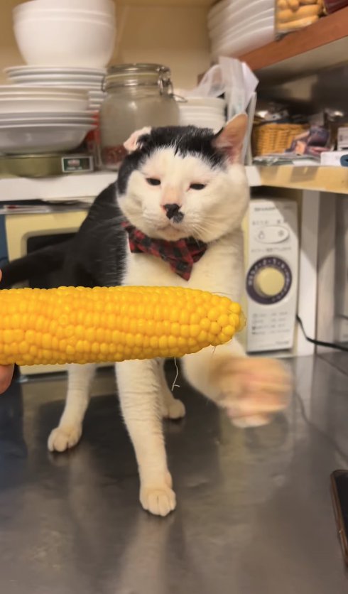 立ったままとうもろこしにパンチをしている左前足がブレた猫