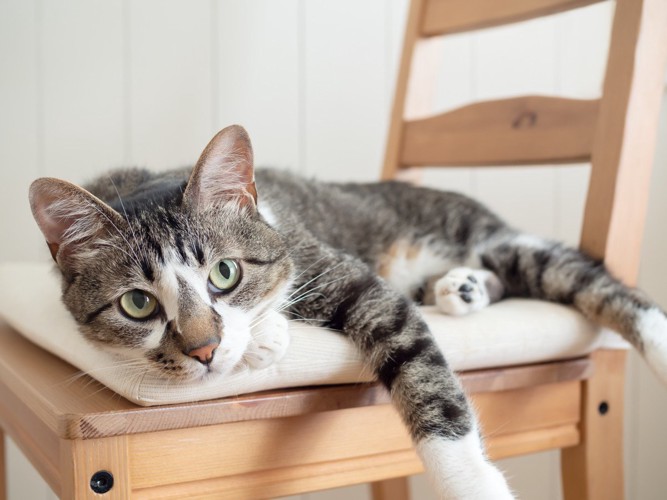 椅子の上で上目遣いに寝そべっている猫