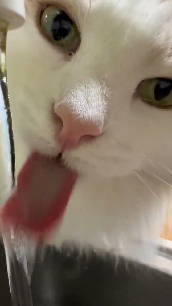 流れている水を舌ですくう猫