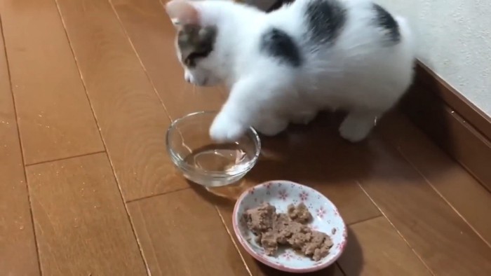 水に手を入れようとする子猫