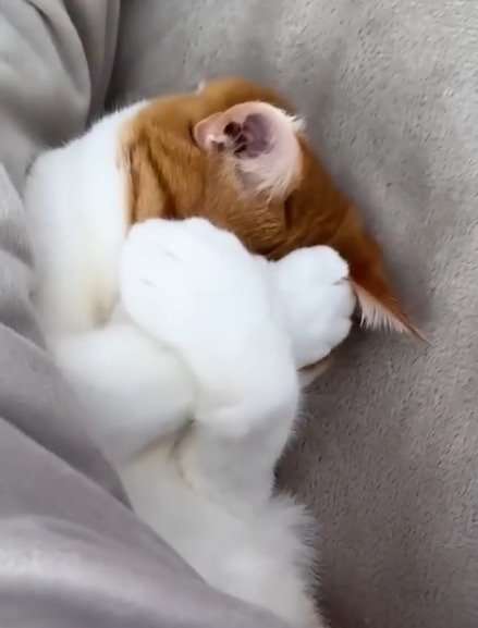 前足で自分の顔を覆う猫