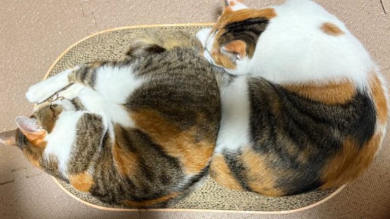 丸まっている猫
