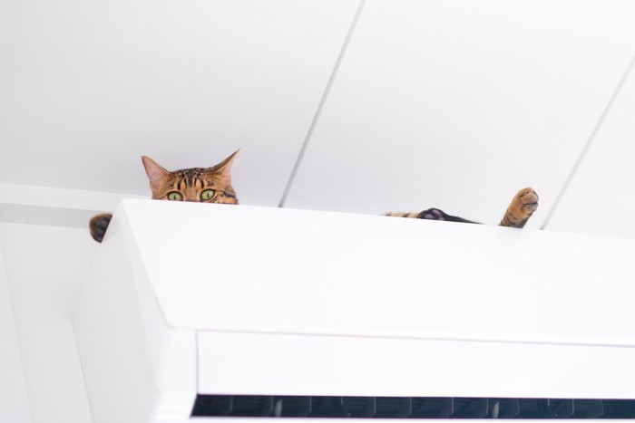 エアコンの上で寛ぐ猫