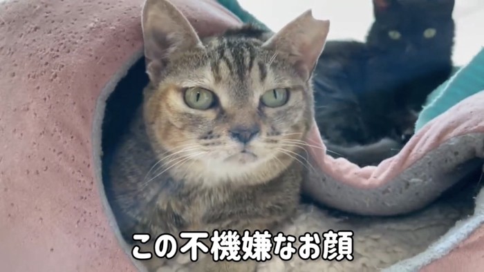 リラックスしている猫たち