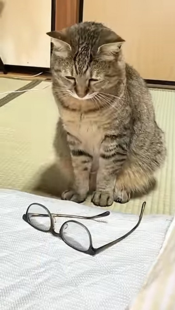 うつむく猫