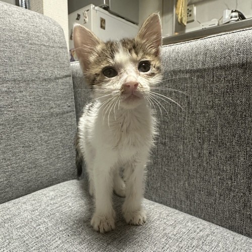 保護した子猫2
