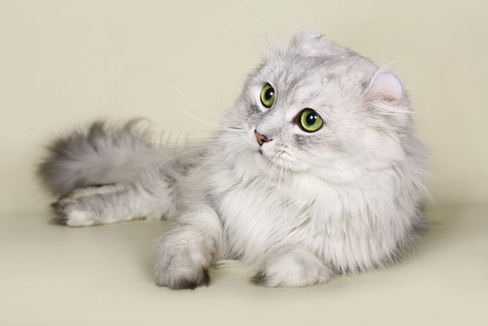 キンカローの基礎猫のアメリカン・カールが伏せている光景
