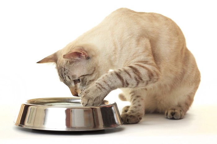 確認する猫