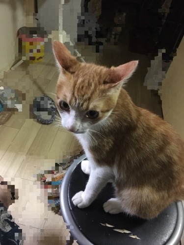 耳を後にする猫