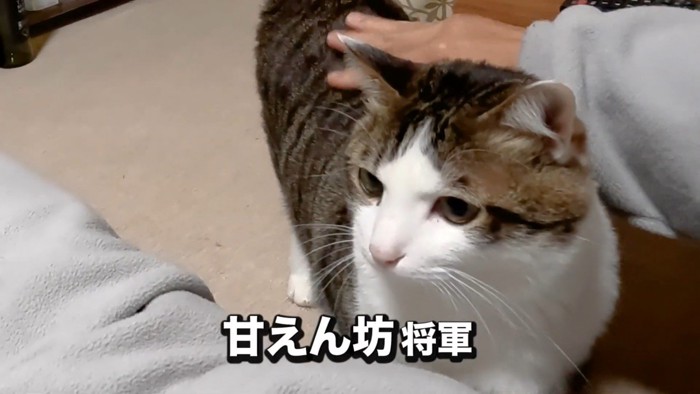 体を撫でられている猫