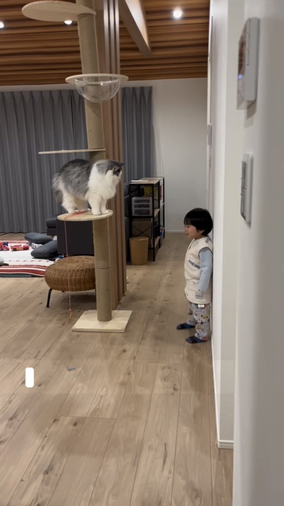 遊んでいる猫と子供