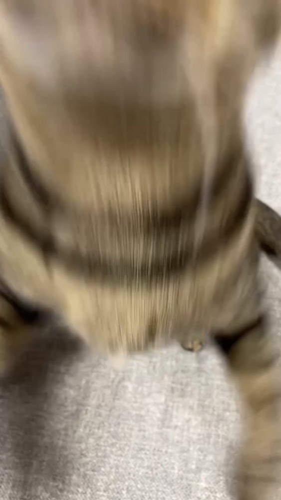 飛びつく猫