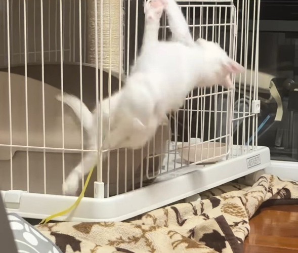 ケージから脱出した子猫