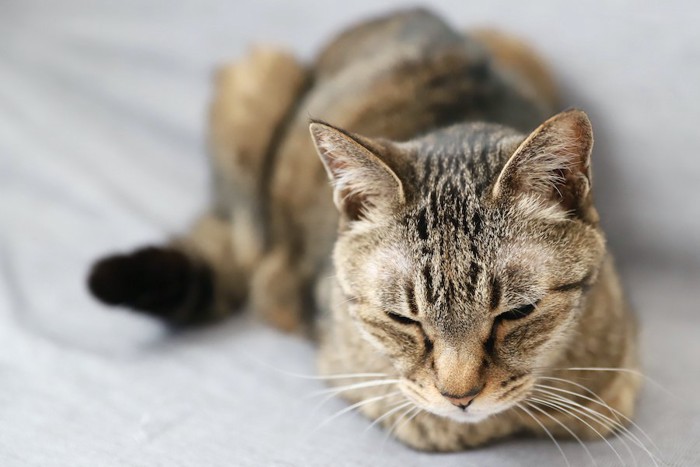 香箱座りで眠る体調の悪い猫